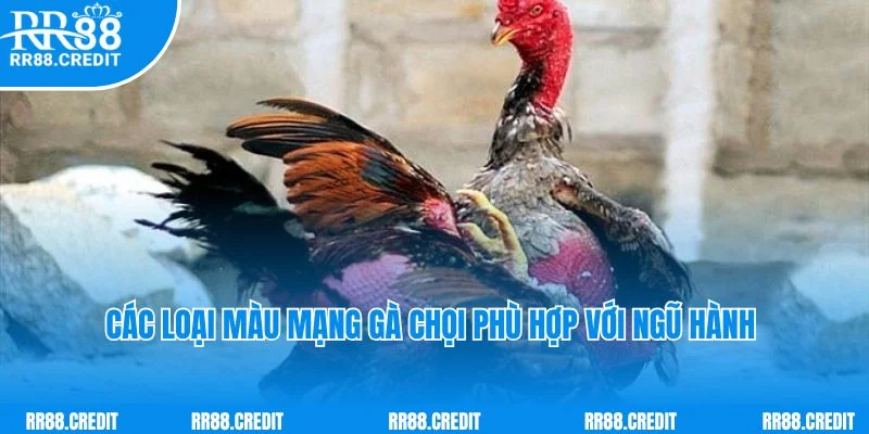 Khái niệm màu mạng gà